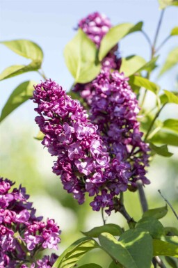Flieder Syringa vulgaris 'Charles Joly' strauch 30-40 C3 Syringa vulgaris 'Charles Joly' Strauch 30-40 cm