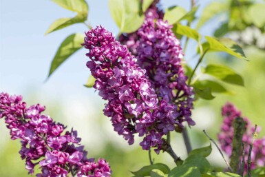 Flieder Syringa vulgaris 'Charles Joly' strauch 80-100 C12 Syringa vulgaris 'Charles Joly' Strauch 80-100 cm