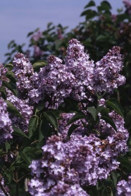 Gartenflieder Syringa vulgaris 'Michel Buchner' strauch 40-60 C4 Syringa vulgaris 'Michel Buchner' Strauch 40-60 cm