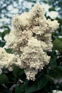 Gartenflieder Syringa vulgaris 'Mme Lemoine' strauch Syringa vulgaris 'Mme Lemoine' Strauch