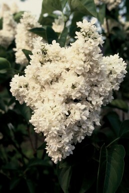 Gartenflieder Syringa vulgaris 'Mme Lemoine' strauch 40-50 C4 Syringa vulgaris 'Mme Lemoine' Strauch 40-50 cm