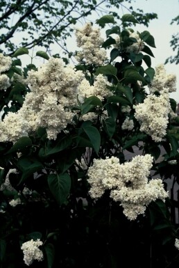 Gartenflieder Syringa vulgaris 'Mme Lemoine' strauch 40-50 C4 Syringa vulgaris 'Mme Lemoine' Strauch 40-50 cm