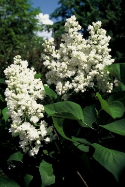 Gartenflieder Syringa vulgaris 'Mme Lemoine' strauch 60-80 C7,5 Syringa vulgaris 'Mme Lemoine' Strauch 60-80 cm