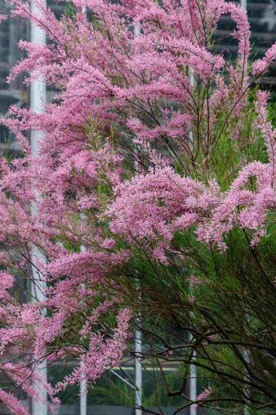 Rosa tamariske Tamarix ramosissima strauch 60-100 C4 Tamarix ramosissima Strauch 60-100 cm