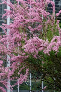 Rosa tamariske Tamarix ramosissima strauch 60-100 C4 Tamarix ramosissima Strauch 60-100 cm