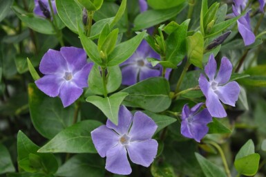 Großes Immergrün Vinca major 10-15 Topf 2 ltr. (C2) Vinca major