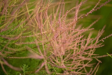 Tamariske Tamarix ramosissima 'Pink Cascade' strauch 80-100 C10 Tamarix ramosissima 'Pink Cascade' Strauch 80-100 cm
