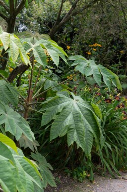 Tetrapanax Tetrapanax papyrifer 'Rex' strauch 40-60 C3 Tetrapanax papyrifer 'Rex' Strauch 40-60 cm