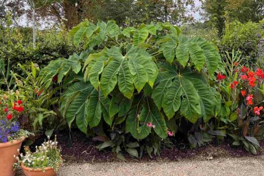 Tetrapanax Tetrapanax papyrifer 'Rex' strauch 40-60 C3 Tetrapanax papyrifer 'Rex' Strauch 40-60 cm