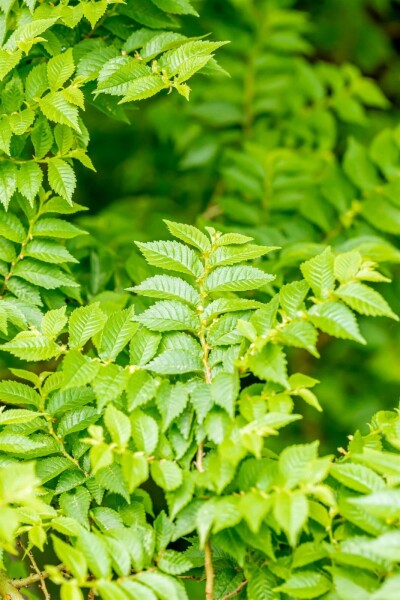 Feldulme Ulmus minor 'Jacqueline Hillier' strauch 60-80 C20 Ulmus minor 'Jacqueline Hillier' Strauch 60-80 cm