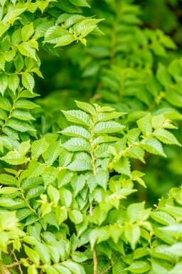 Feldulme Ulmus minor 'Jacqueline Hillier' strauch 60-80 C20 Ulmus minor 'Jacqueline Hillier' Strauch 60-80 cm