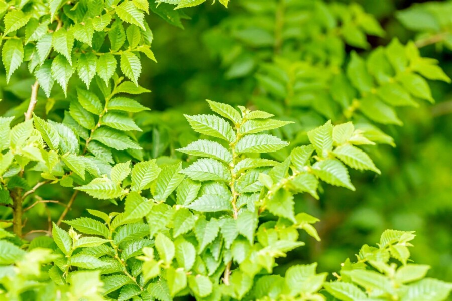 Feldulme Ulmus minor 'Jacqueline Hillier' strauch 60-80 C20 Ulmus minor 'Jacqueline Hillier' Strauch 60-80 cm