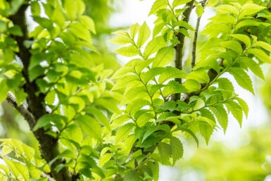 Feldulme Ulmus minor 'Jacqueline Hillier' strauch 60-80 C20 Ulmus minor 'Jacqueline Hillier' Strauch 60-80 cm