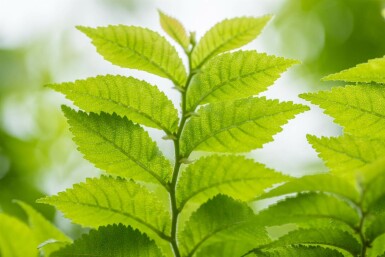 Feldulme Ulmus minor 'Jacqueline Hillier' strauch 60-80 C20 Ulmus minor 'Jacqueline Hillier' Strauch 60-80 cm