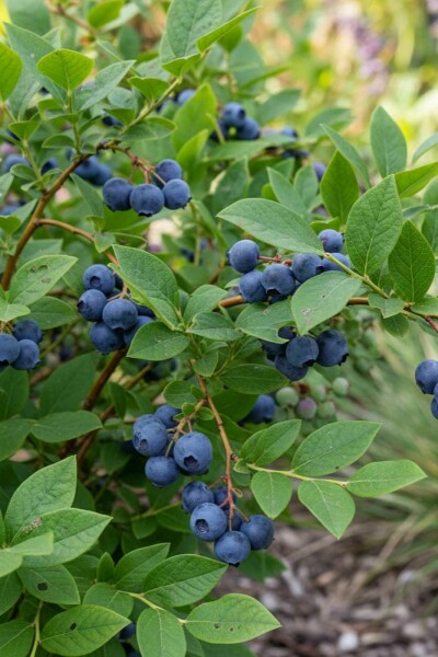 Heidelbeere Vaccinium corymbosum 'Goldtraube' strauch 40-50 C3 Vaccinium corymbosum 'Goldtraube' Strauch 40-50 cm