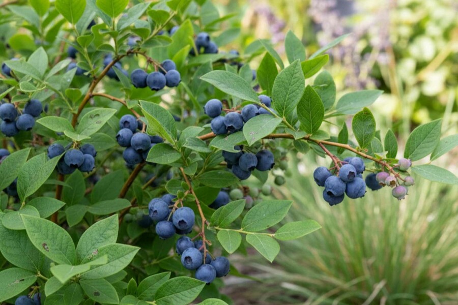 Heidelbeere Vaccinium corymbosum 'Goldtraube' strauch 40-50 C3 Vaccinium corymbosum 'Goldtraube' Strauch 40-50 cm