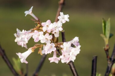 Duftender schneeball Viburnum bodnantense 'Charles Lamont' strauch 40-60 C3 Viburnum bodnantense 'Charles Lamont' Strauch 40-60 cm