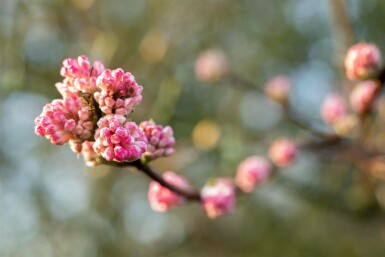 Duftender schneeball Viburnum bodnantense 'Charles Lamont' strauch 100-125 C7,5 Viburnum bodnantense 'Charles Lamont' Strauch 100-125 cm