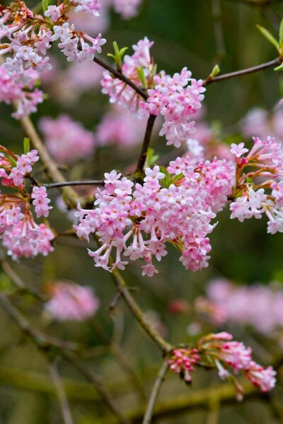 Winterschneeball Viburnum bodnantense 'Dawn' strauch 30-40 C2 Viburnum bodnantense 'Dawn' Strauch 30-40 cm