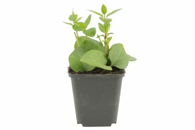 Großes Immergrün Vinca major 5-10 Topf 9x9 cm (P9) Vinca major