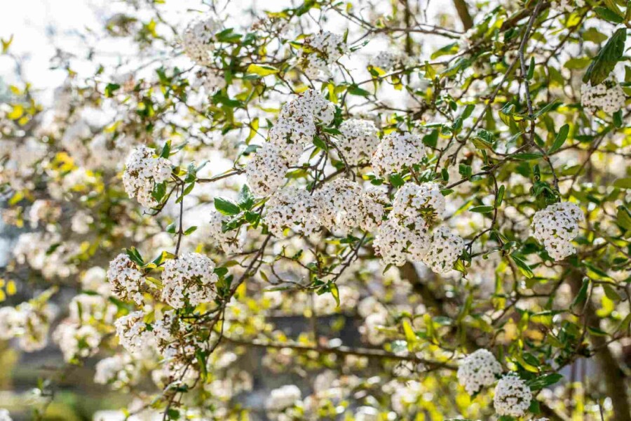 Oster-Schneeball Viburnum burkwoodii strauch 30-40 C3 Viburnum burkwoodii Strauch 30-40 cm