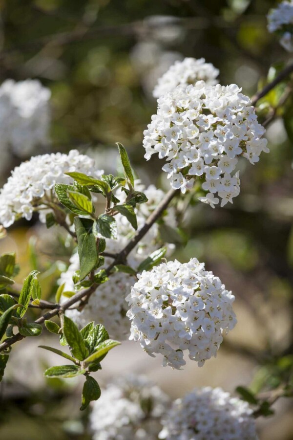 Oster-Schneeball Viburnum burkwoodii strauch 30-40 C3 Viburnum burkwoodii Strauch 30-40 cm