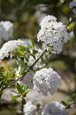 Oster-Schneeball Viburnum burkwoodii strauch 30-40 C3 Viburnum burkwoodii Strauch 30-40 cm
