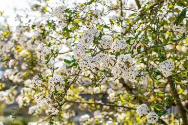 Oster-Schneeball Viburnum burkwoodii strauch 80-100 C10 Viburnum burkwoodii Strauch 80-100 cm