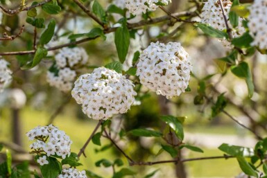 Oster-Schneeball Viburnum burkwoodii strauch 80-100 C10 Viburnum burkwoodii Strauch 80-100 cm