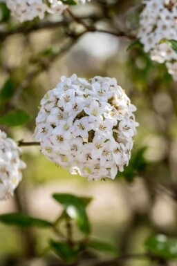Oster-Schneeball Viburnum burkwoodii strauch 80-100 C10 Viburnum burkwoodii Strauch 80-100 cm