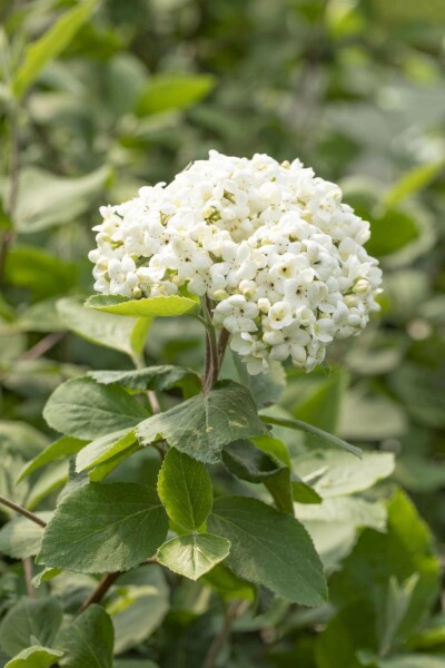 Großblumiger Duft-Schneeball Viburnum carlcephalum strauch 60-80 C10 Viburnum carlcephalum Strauch 60-80 cm