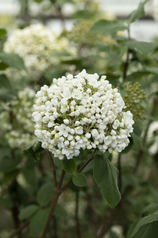 Großblumiger Duft-Schneeball Viburnum carlcephalum strauch 60-80 C10 Viburnum carlcephalum Strauch 60-80 cm