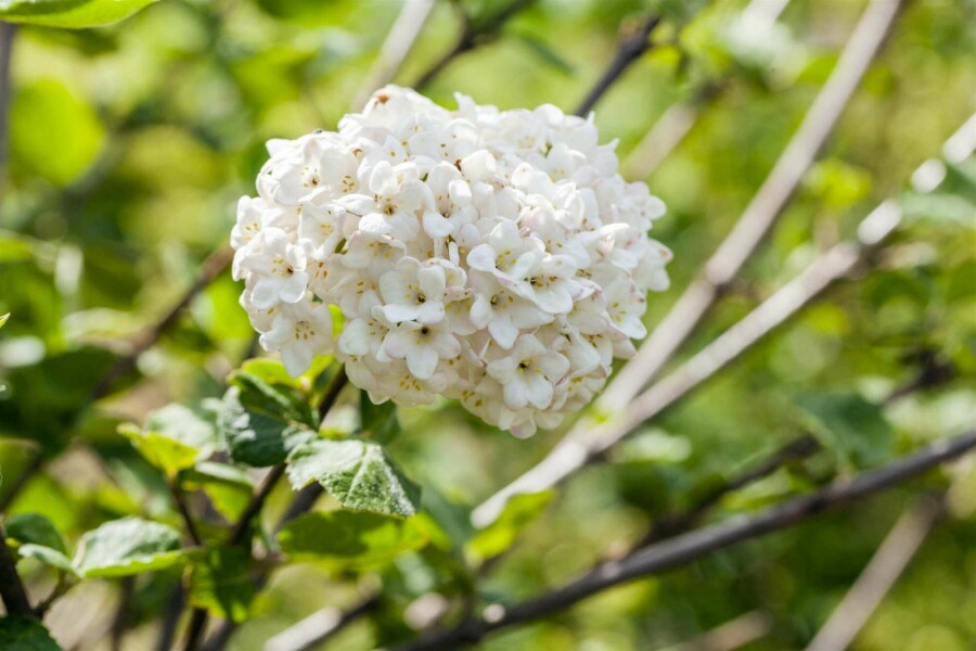 Großblumiger Duft-Schneeball Viburnum carlcephalum strauch 60-80 C10 Viburnum carlcephalum Strauch 60-80 cm