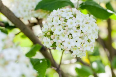 Großblumiger Duft-Schneeball Viburnum carlcephalum strauch 60-80 C10 Viburnum carlcephalum Strauch 60-80 cm