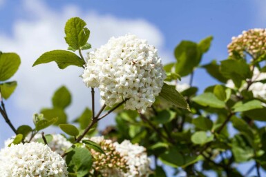 Großblumiger Duft-Schneeball Viburnum carlcephalum strauch 60-80 C10 Viburnum carlcephalum Strauch 60-80 cm