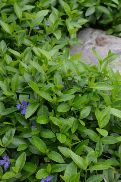 Kleines Immergrün Vinca minor 10-15 Topf 2 ltr. (C2) Vinca minor
