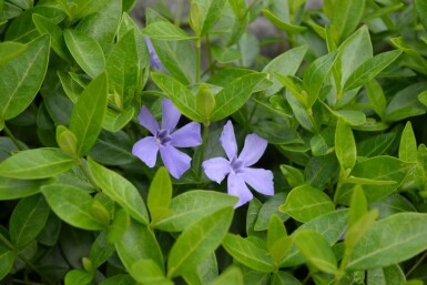 Kleines Immergrün Vinca minor 10-15 Topf 2 ltr. (C2) Vinca minor