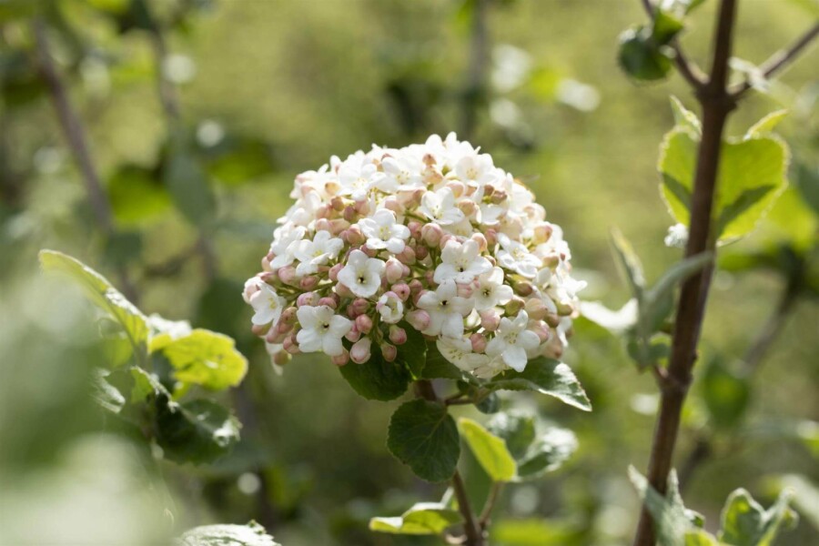 Koreanischer duftschneeball Viburnum carlesii 'Aurora' strauch 30-40 C3 Viburnum carlesii 'Aurora' Strauch 30-40 cm
