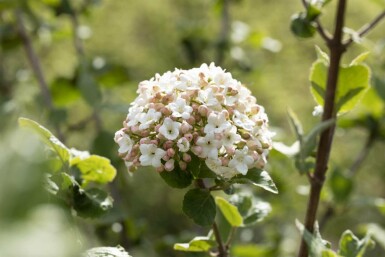 Koreanischer duftschneeball Viburnum carlesii 'Aurora' strauch 30-40 C3 Viburnum carlesii 'Aurora' Strauch 30-40 cm