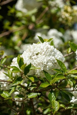 Schneeball Viburnum 'Eskimo' strauch 30-40 C3 Viburnum 'Eskimo' Strauch 30-40 cm