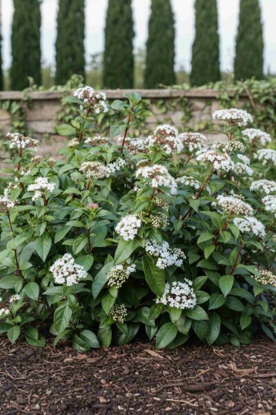 Viburnum hillieri 'Winton' Strauch 60-80 cm
