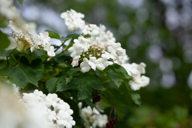 Gewöhnlicher schneeball Viburnum opulus strauch 60-80 C6,5 Viburnum opulus Strauch 60-80 cm