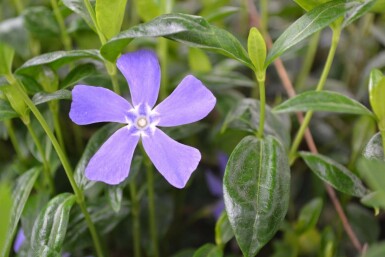 Kleines Immergrün Vinca minor 5-10 Topf 9x9 cm (P9)