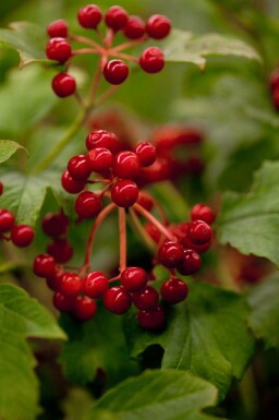 Gewöhnlicher schneeball Viburnum opulus 'Compactum' strauch 25-30 C2,5 Viburnum opulus 'Compactum' Strauch 25-30 cm