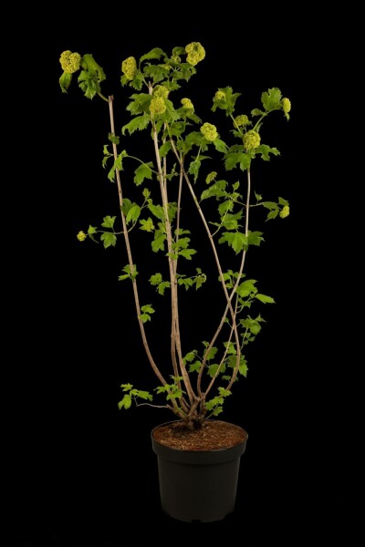 Schneeball Viburnum opulus 'Roseum' strauch 30-40 C3 Viburnum opulus 'Roseum' Strauch 30-40 cm