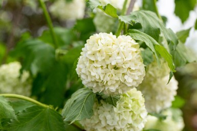 Schneeball Viburnum opulus 'Roseum' strauch 30-40 C3 Viburnum opulus 'Roseum' Strauch 30-40 cm