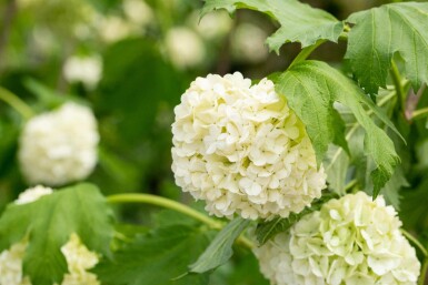 Schneeball Viburnum opulus 'Roseum' strauch 30-40 C3 Viburnum opulus 'Roseum' Strauch 30-40 cm