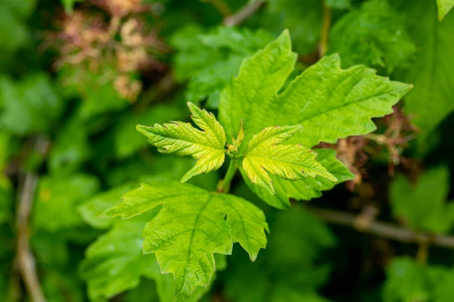 Schneeball Viburnum opulus 'Roseum' strauch 100-120 C15 Viburnum opulus 'Roseum' Strauch 100-120 cm