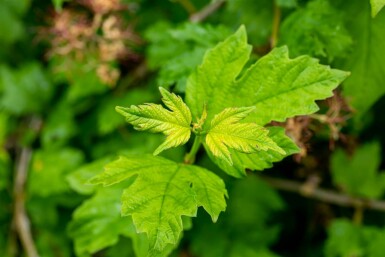 Schneeball Viburnum opulus 'Roseum' strauch 100-120 C15 Viburnum opulus 'Roseum' Strauch 100-120 cm