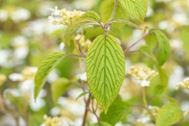 Japanischer schneeball Viburnum plicatum 'Kilimandjaro' strauch 30-40 C3 Viburnum plicatum 'Kilimandjaro' Strauch 30-40 cm